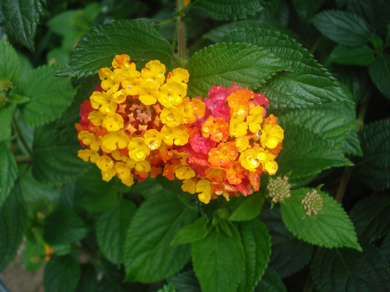 Lantana