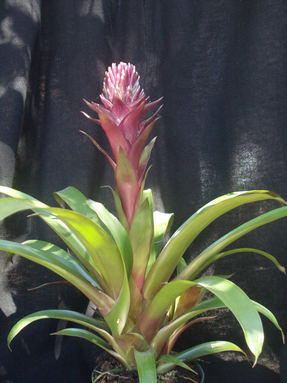 Guzmania conifera rubra