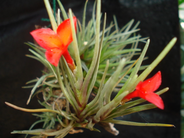 Tillandsia - Bromélias do Brejo