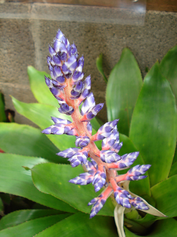 Aechmea blue rain