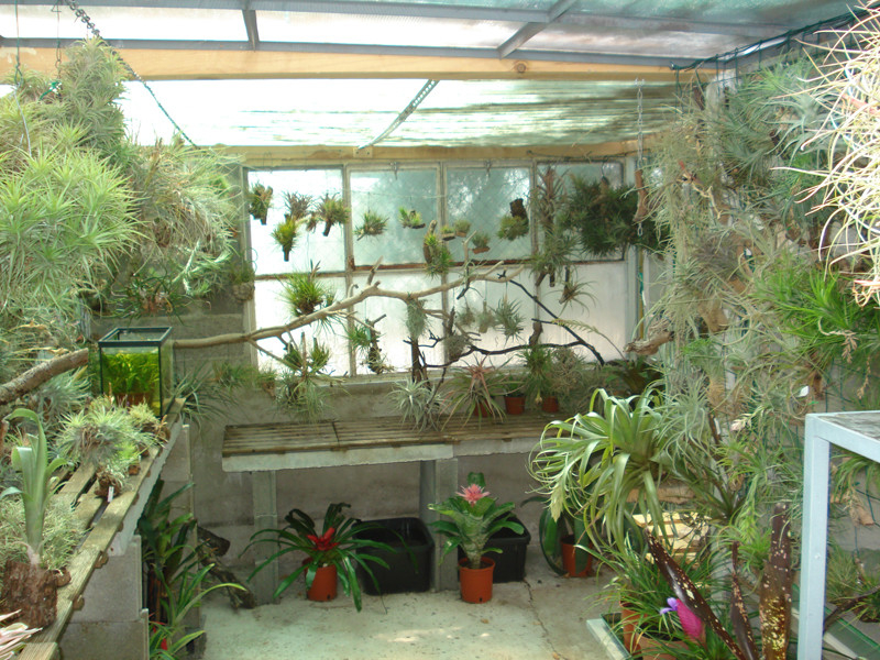 Zona das Tillandsias 