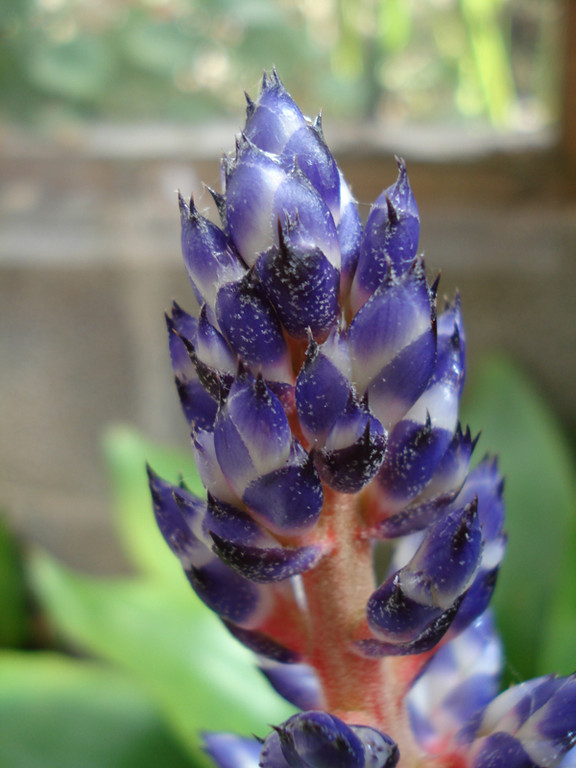 Aechmea blue rain