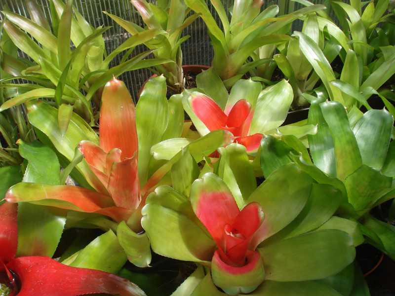 Neoregelia carolinae