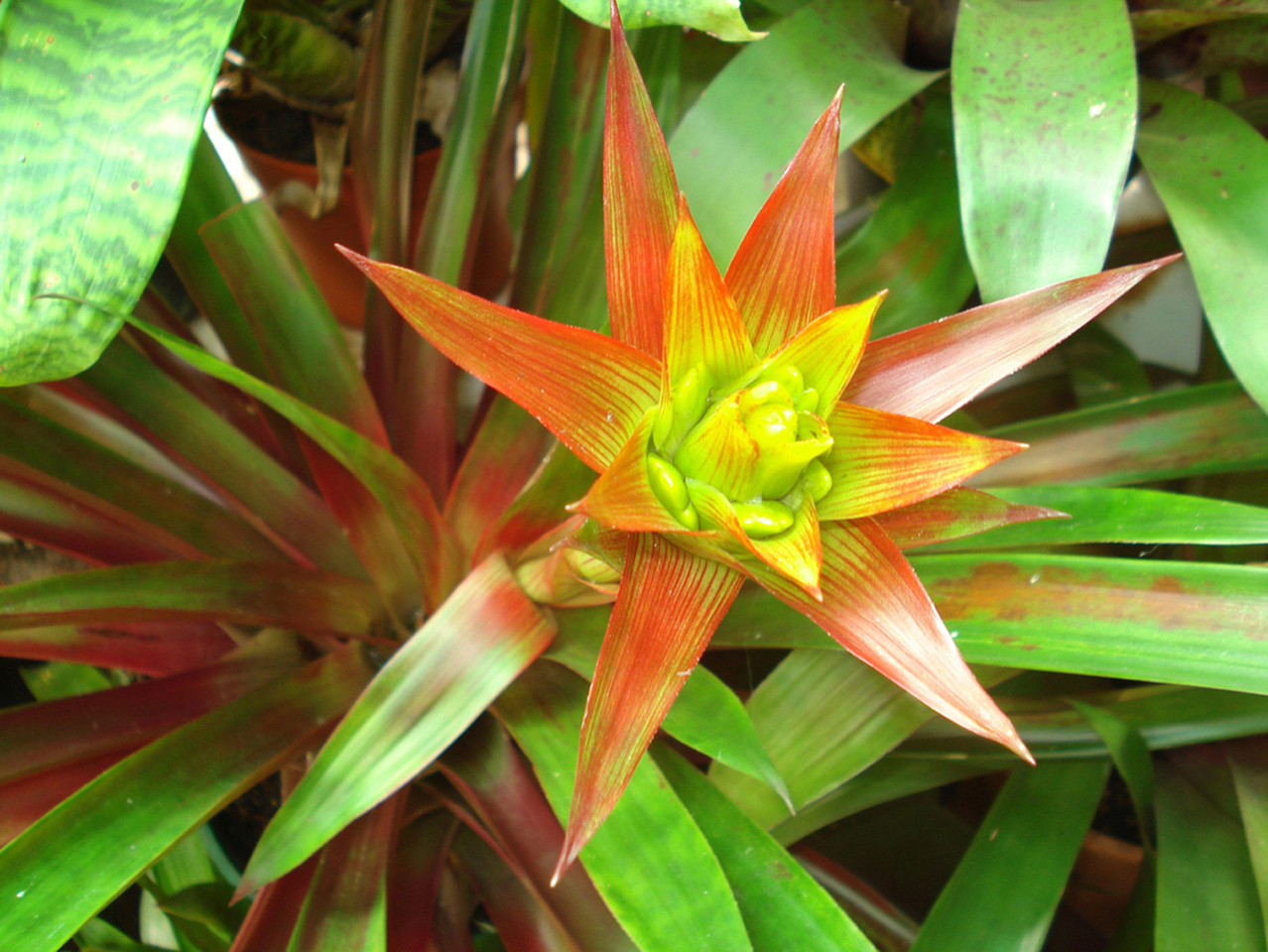 Guzmania limones