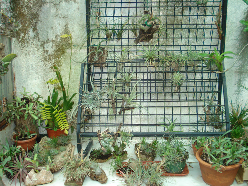 Zona das Tillandsias 