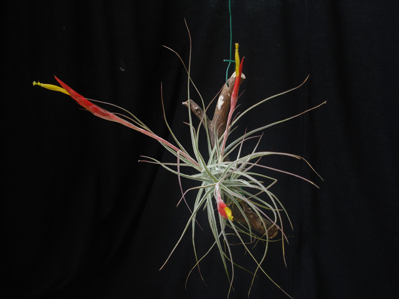 Tillandsia schiedeana