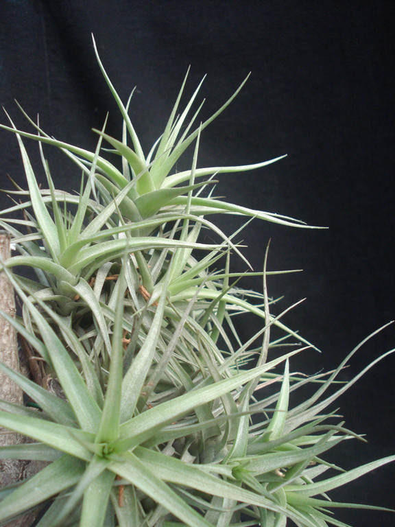 Tillandsia bergeri