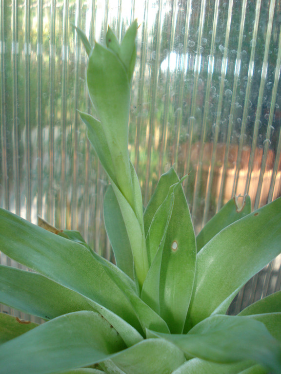 Catopsis mimiflora 