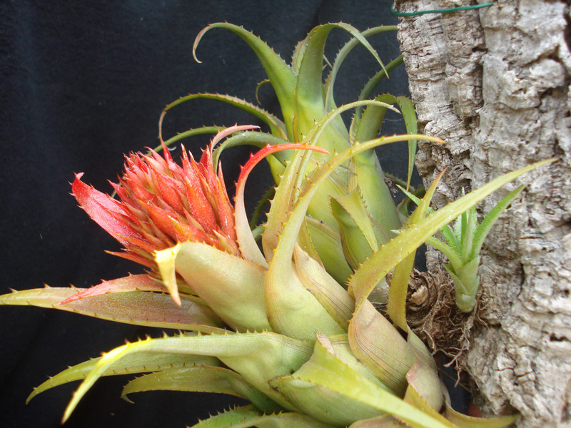 Aechmea recurvata