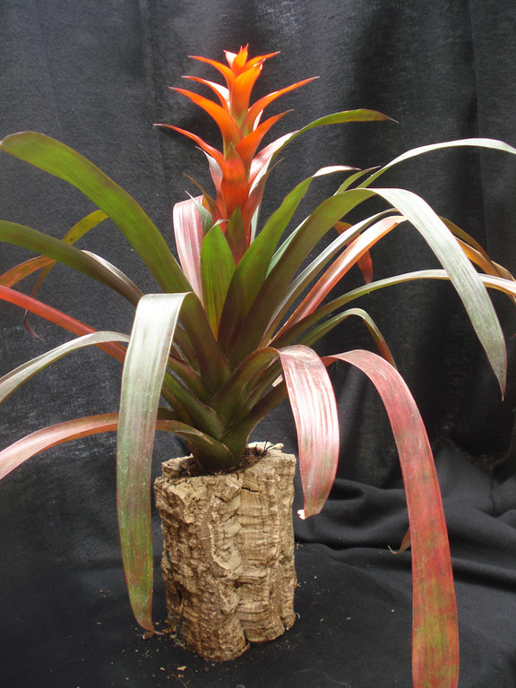 Guzmania lingulata