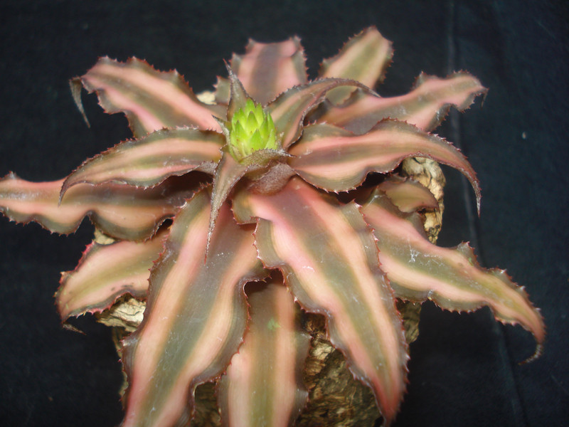 Cryptanthus