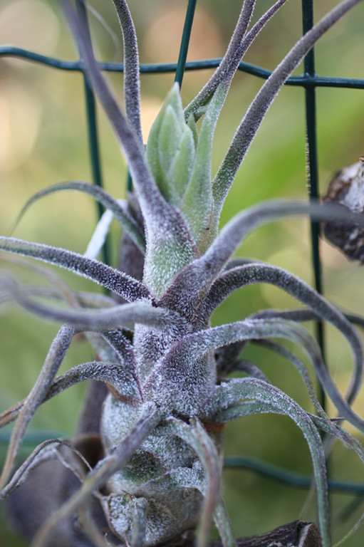 Tillandsia pruinosa