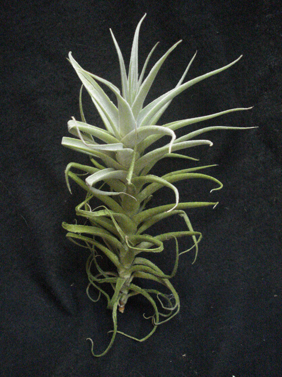 Tillandsia purpurea
