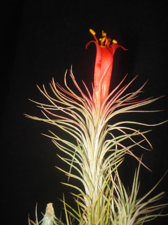 Tillandsia - Bromélias do Brejo
