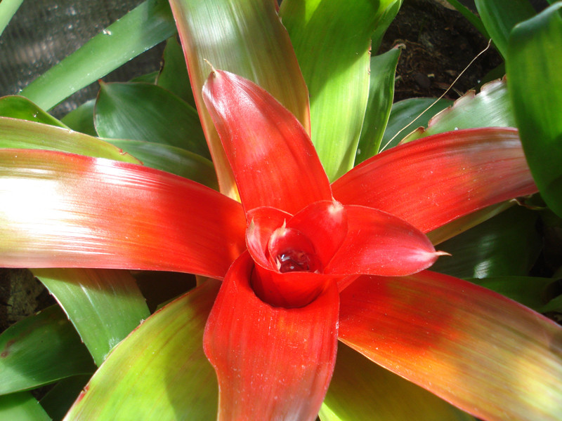 Neoregelia medusa