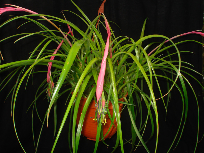 Billbergia nutans