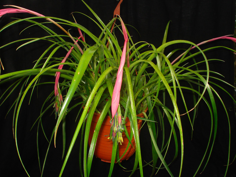 Billbergia nutans