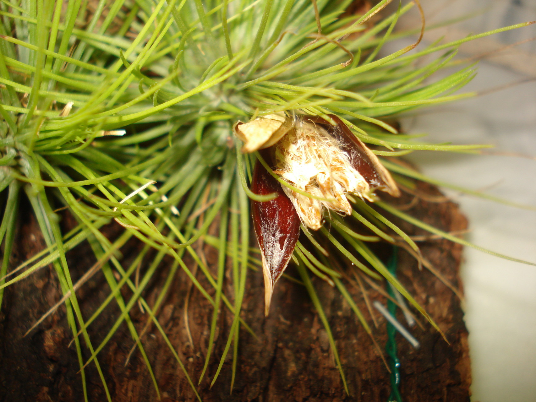 Tillandsia andreana vagens a abrir