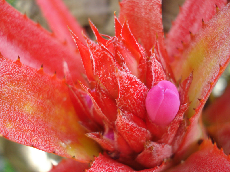 Aechmea recurvata