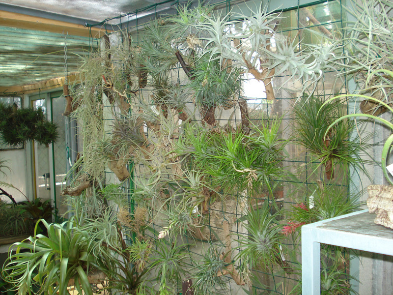 Zona das Tillandsias 