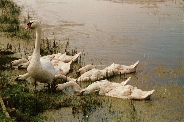 cygnes en baie de somme