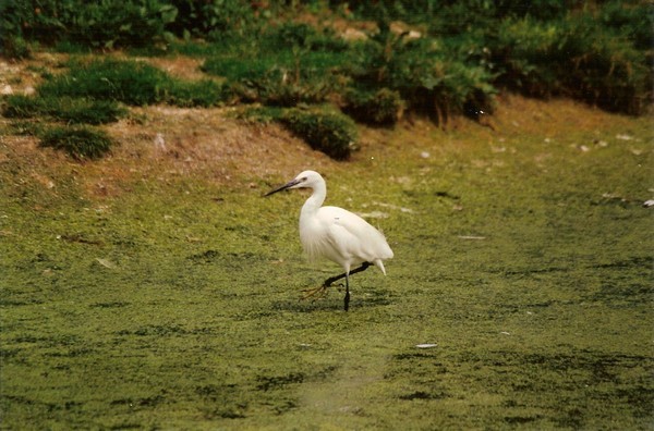 aigrette en baie de somme