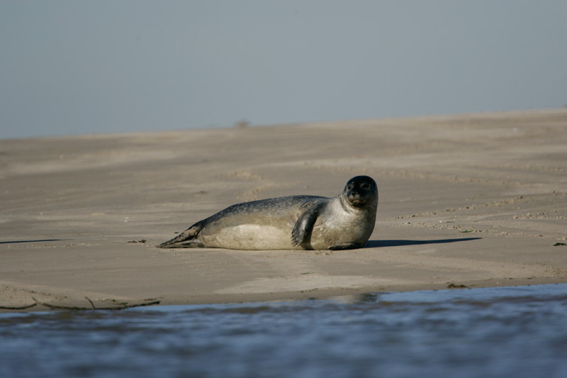 phoque en baie de somme