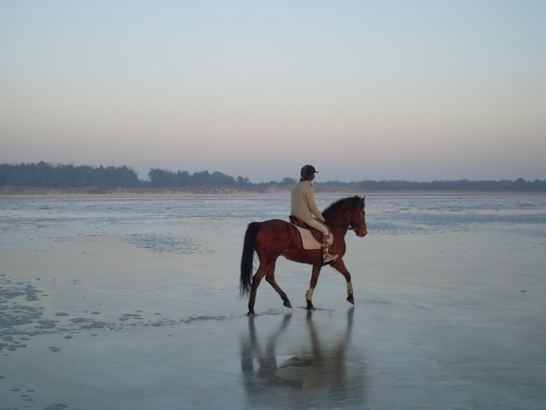 promenade à cheval en baie de somme