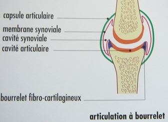 Articulation à bourrelet