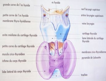 THyroïde