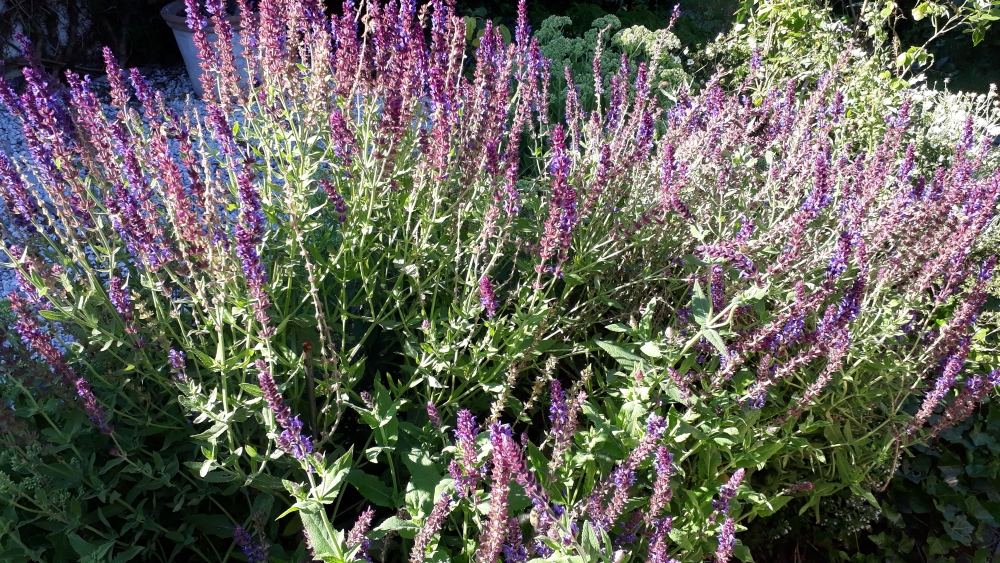 Die zahlreichen Blumen sehen nicht nur schön aus, sondern bieten Insekten Nahrung (Foto: Birgit Simon)