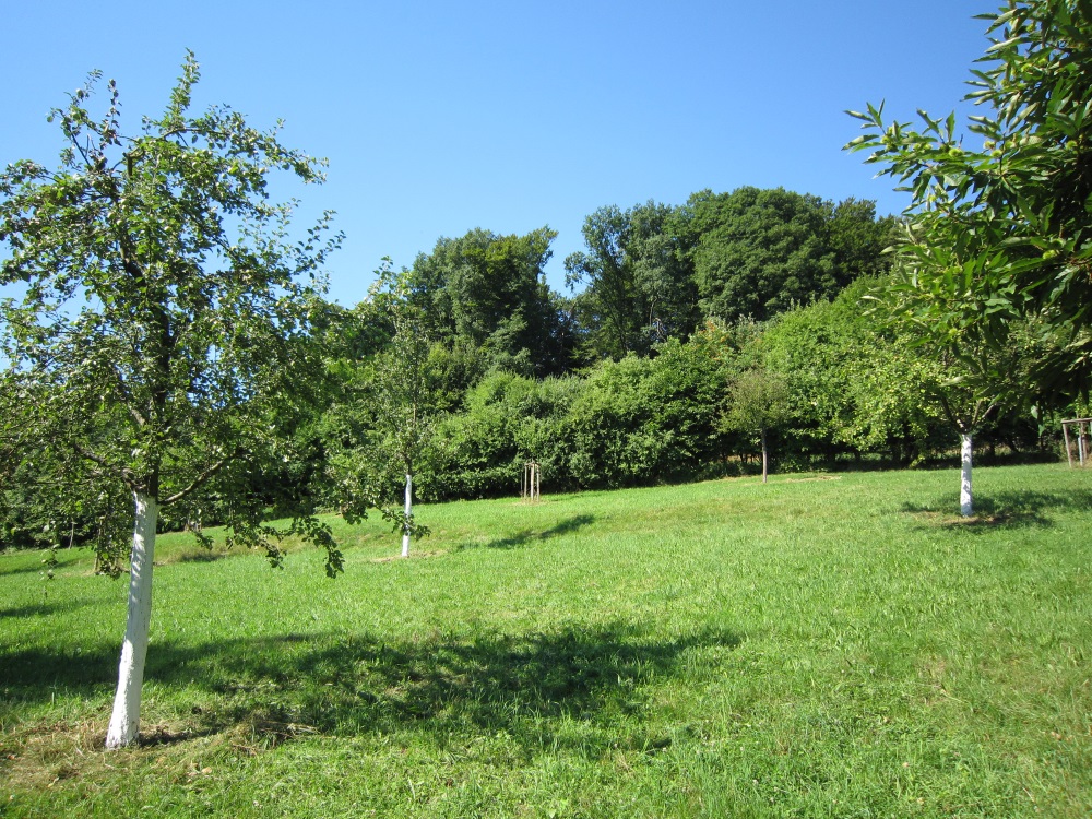 Obstwiese in Rodder