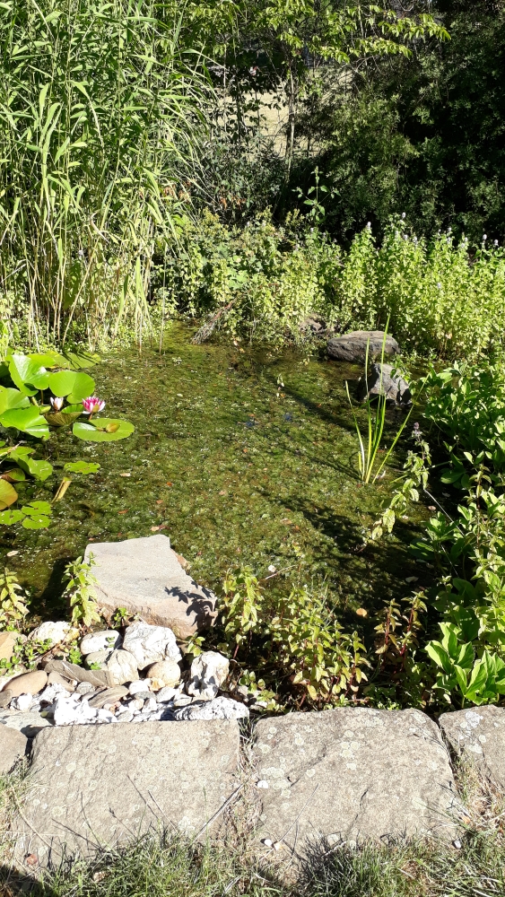 Auch für Wasserbewohner sowie Trinkmöglichkeiten für andere Tiere wurde gedacht (Foto: Birgit Simon)