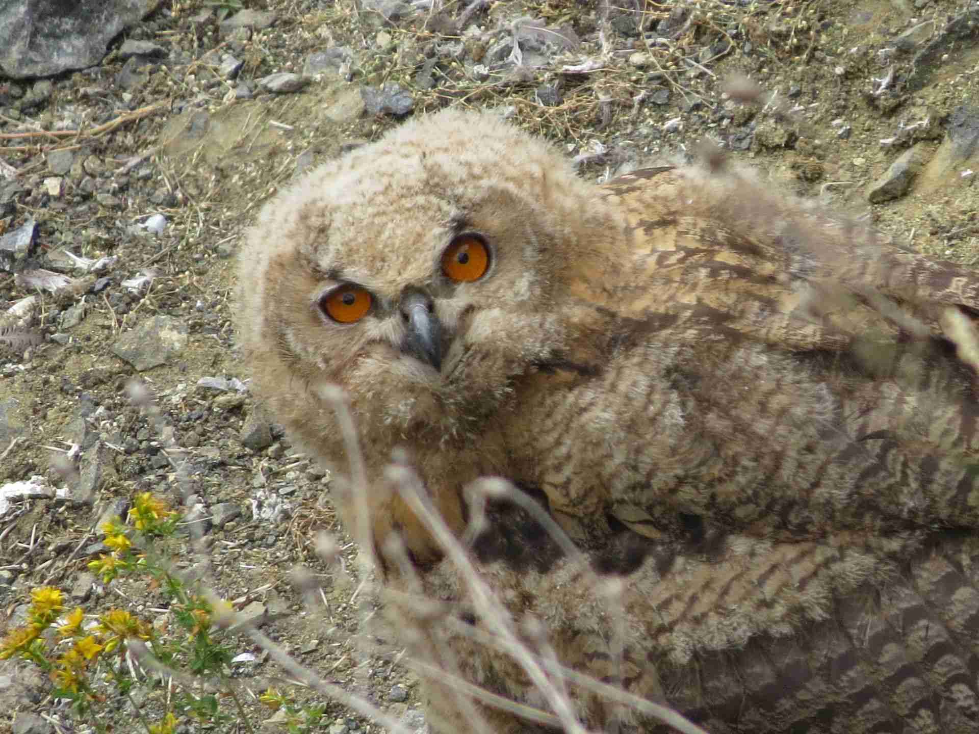 Junger Uhu am Eulenberg