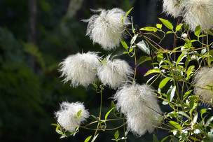 実生の世界-01 - 名古屋クレマチス会