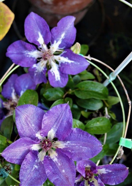 2020/05/23 開花状況（MRT） - 名古屋クレマチス会