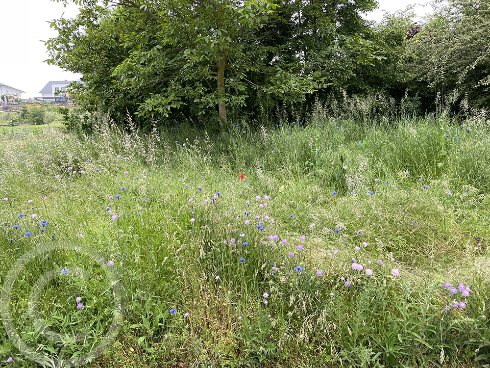 Erste Wildblumen blühen im Schatten. Wiese oder Saum? Die Ansaat war ein Saum, gepflegt wird wie bei den Wiesen (06.06.2021)