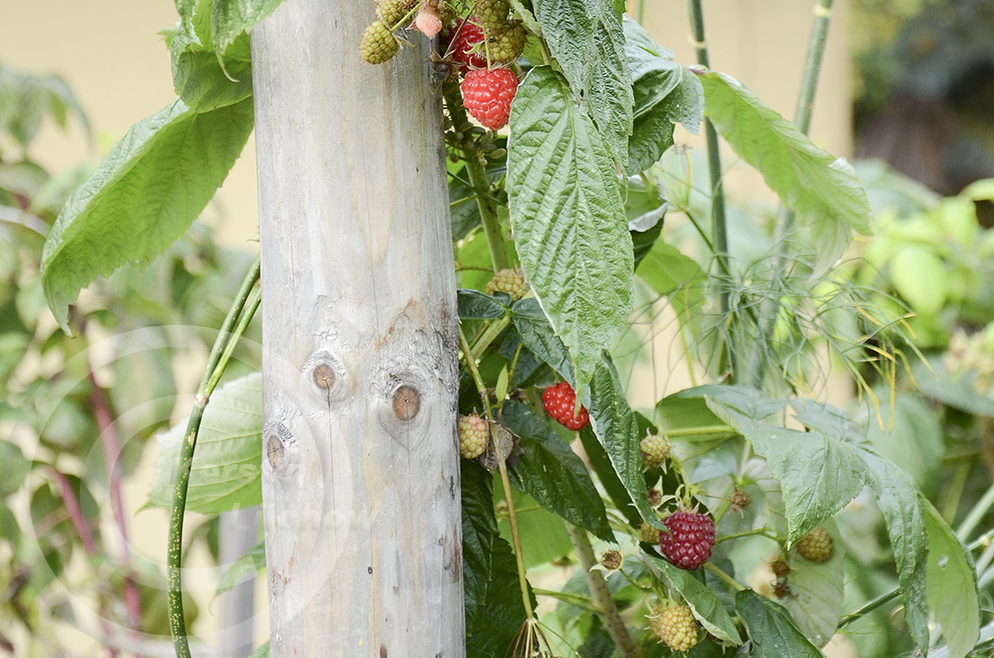 Sommerhimbeeren und Herbsthimbeeren sind leckeres Naschobst.