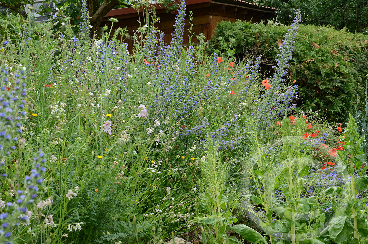 Wildblumenmeer - Ende Juni, ein Jahr nach der Ansaat.