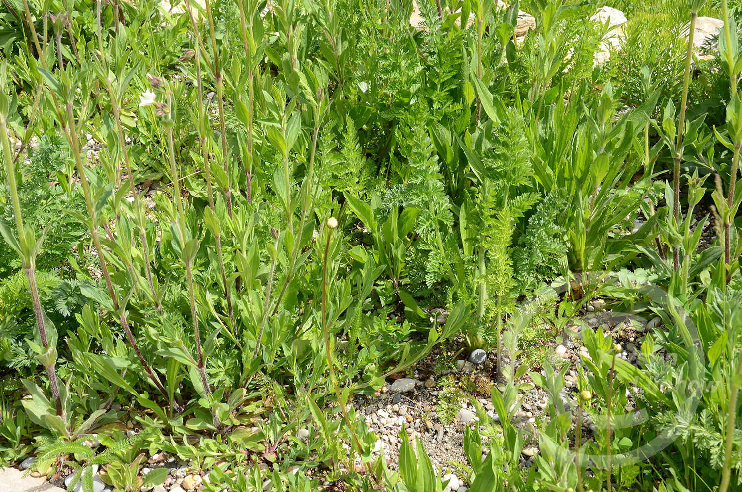 Noch ist alles grün. 11 Monate nach der Ansaat beginnen demnächst die ersten mehrjährigen Wildblumen zu blühen. 