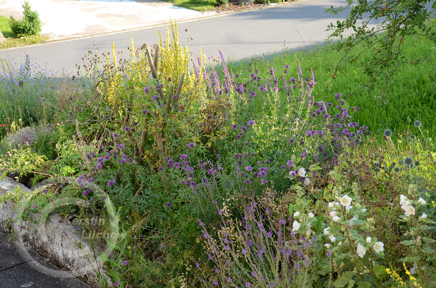 Stockrosen sind keine Wildpflanzen, sondern Kulturpflanzen. Sie wuchsen zahlreich im Gemüsegarten und dürfen sich jetzt hier ausbreiten. Ich wollte nicht alle Pflanzen vom Vorbesitzer aus dem Garten verbannen, nur weil sie nicht heimisch-wild sind. 