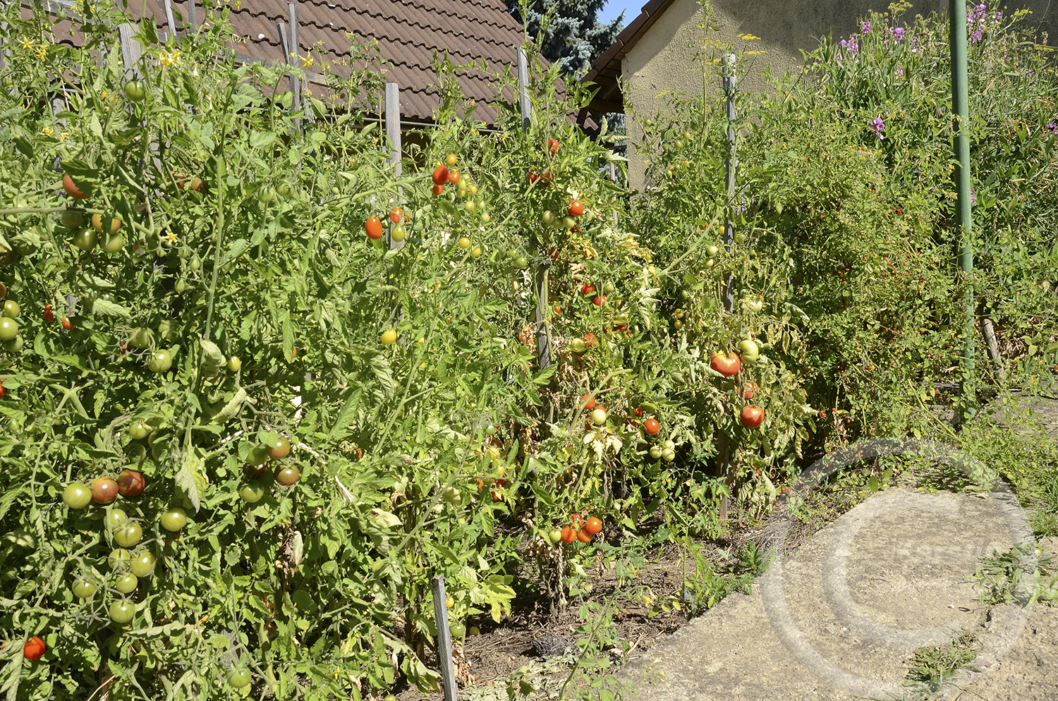 Tomatenvielfalt von Michael Schick (Natur-Erlebnis-Gärten), der unzählige Sorten als Saatgut anbietet. Die Auswahl fällt immer sehr schwer. 