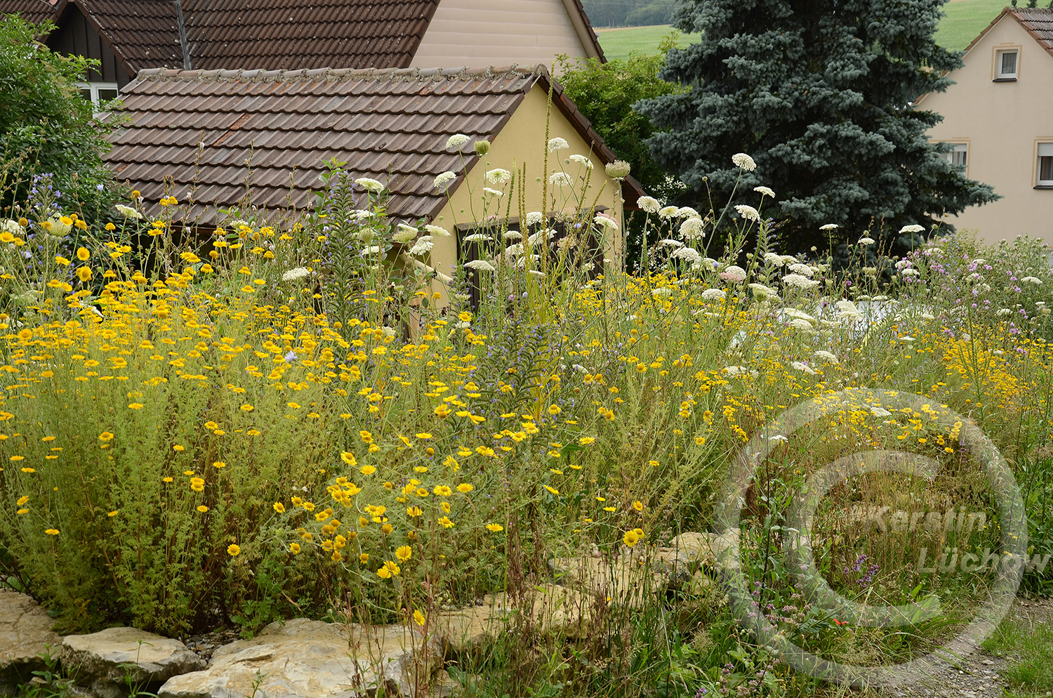 Wildblumenträume