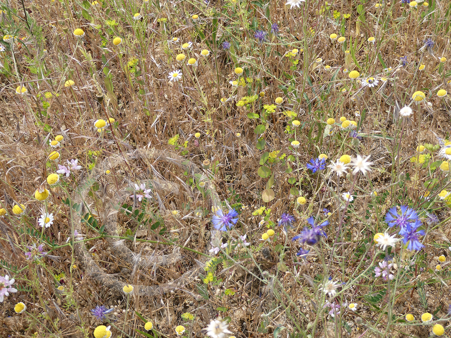 Feldblumen (Ackerwildkräuter) auf dem Getreideacker