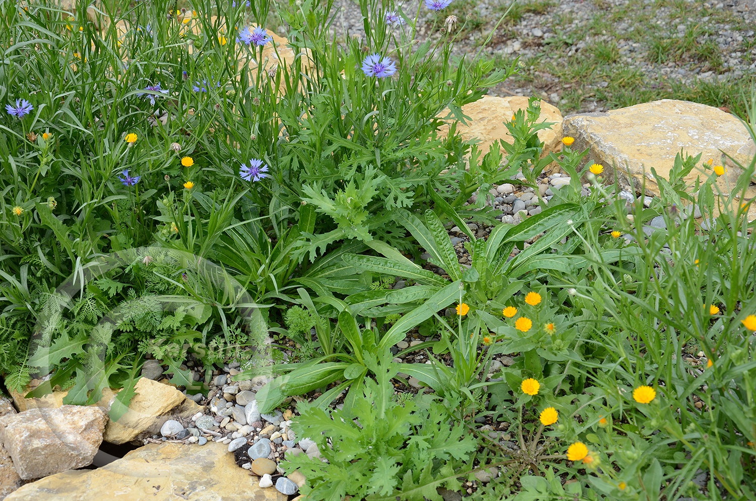 3 Monate nach der Ansaat, Anfang Oktober. Einjährige Feldblumen wie Kornblume und Acker-Ringelblume zeigen erste Blüten. 