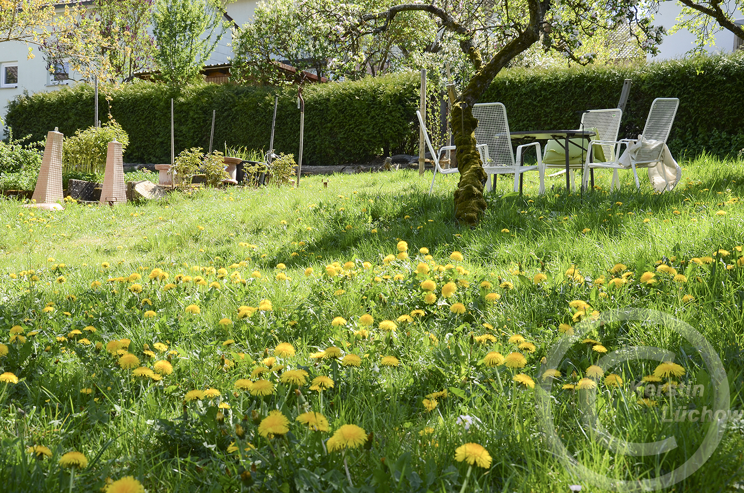 Mitte April, die beste Zeit für Löwenzahlblüten-Gelee. Aber auch 72 Wildbienenarten nutzen den Löwenzahn als Futterquelle.