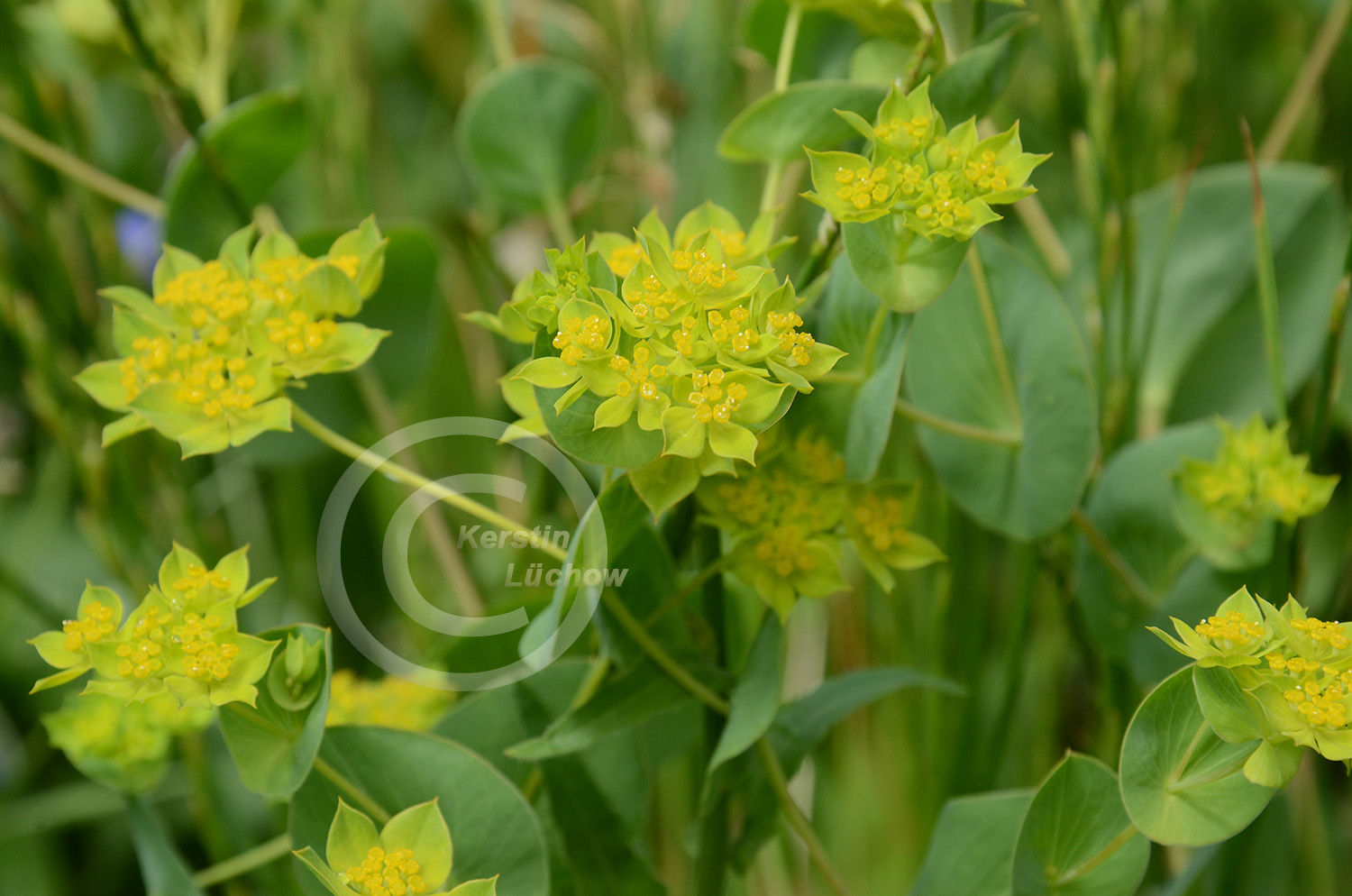 Rarität aus der Feldblumenmischung: Rundblättriges Hasenohr (Bupleurum rotundifolium)