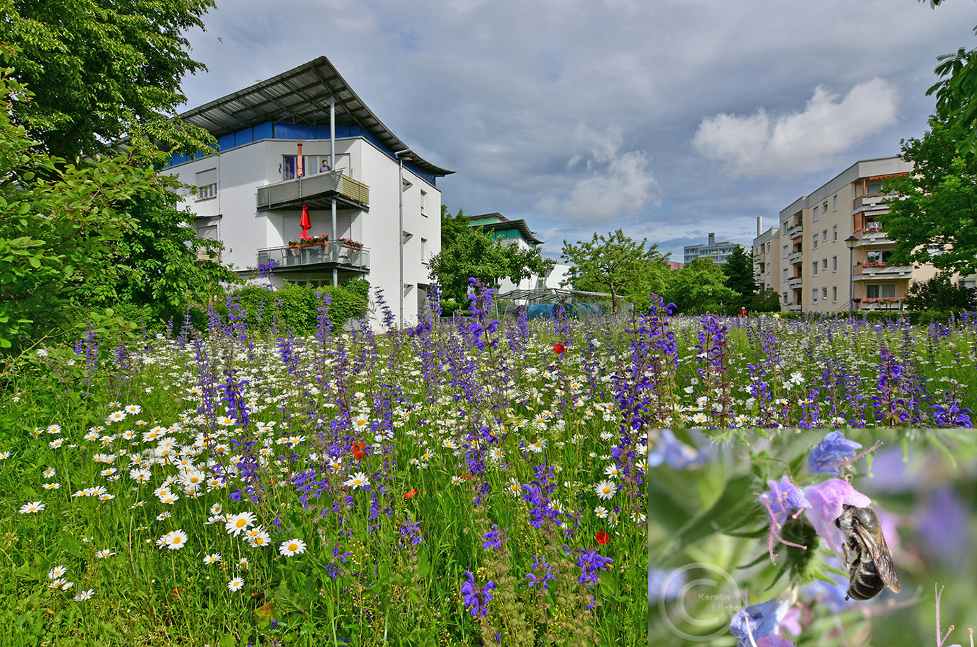 Magerrasen auf einem Tiefgaragendach. Das Wohnungsbauunternehmen GWG Ingolstadt sät Wildblumen für seine Mieter. Die Wiesen wurden 2016 und 2018 als UN-Dekade-Projekte ausgezeichnet (Foto: GWG Ingolstadt)