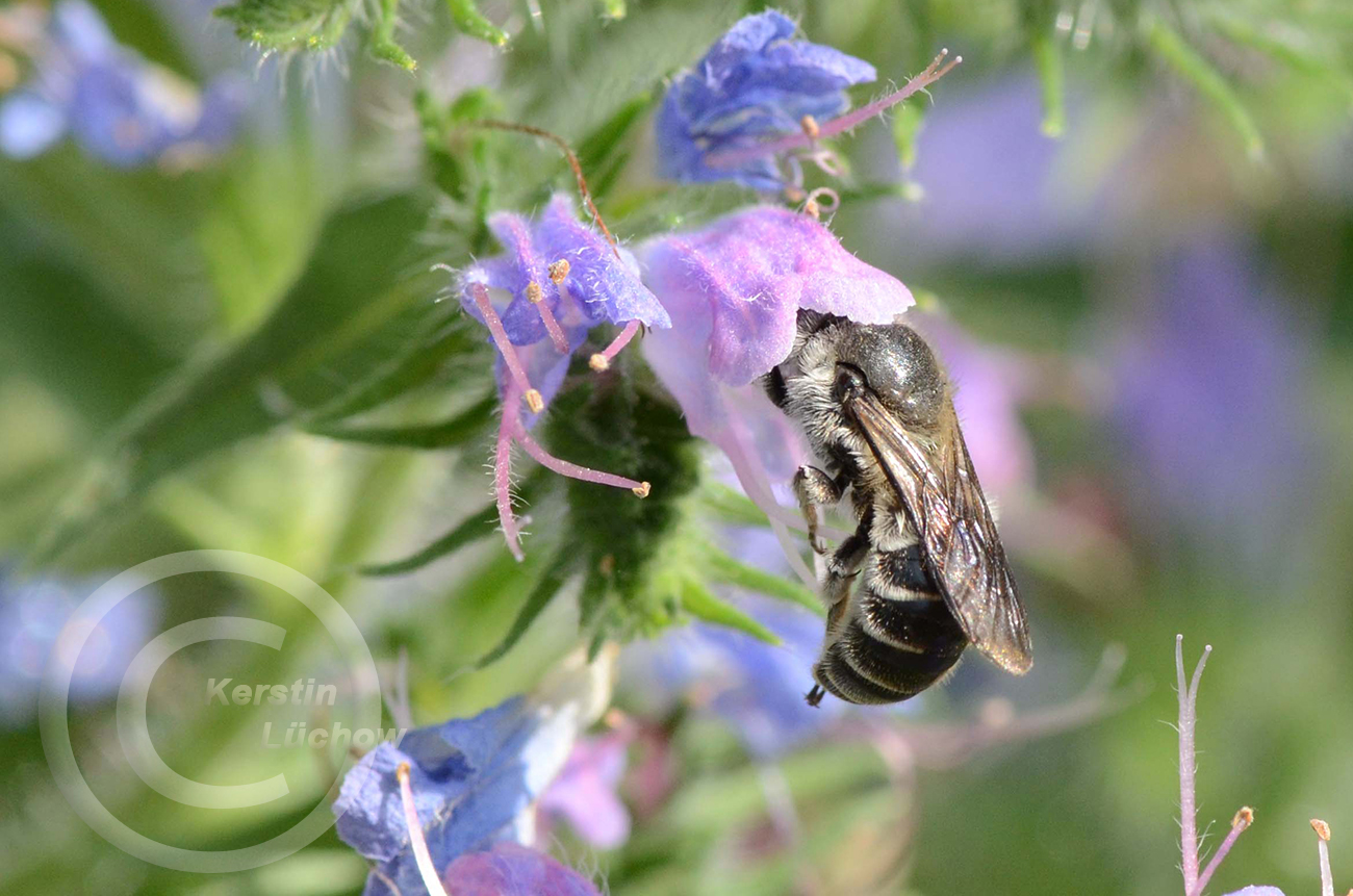 Magerrasen, Sandrasen - Wildblumen-Saatgut, Vortrge, Naturgartenberatung,  Fotos