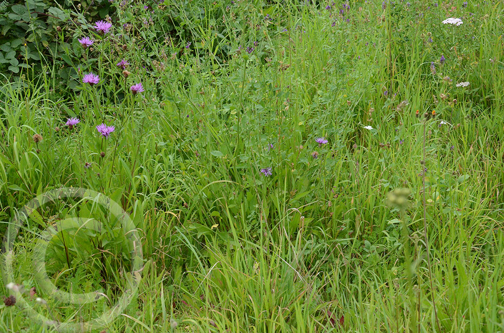 Flockenblumen und Schafgarbe sind die ersten Blumen, die für die Wildbienen blühen (10.09.2021)